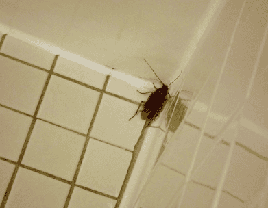 Can i spray bug spray in air vents