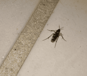 Can mosquitoes come in through the bathroom vent?